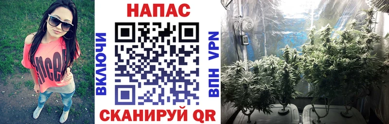 Канабис планчик  Купить  Ленинградская 